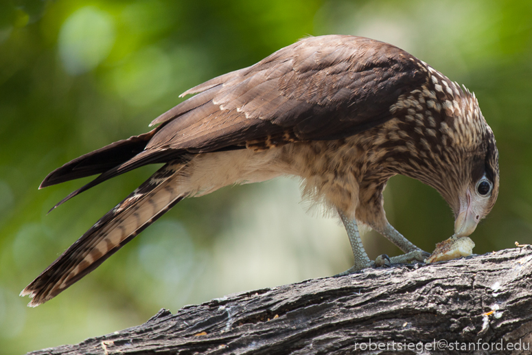 caracara